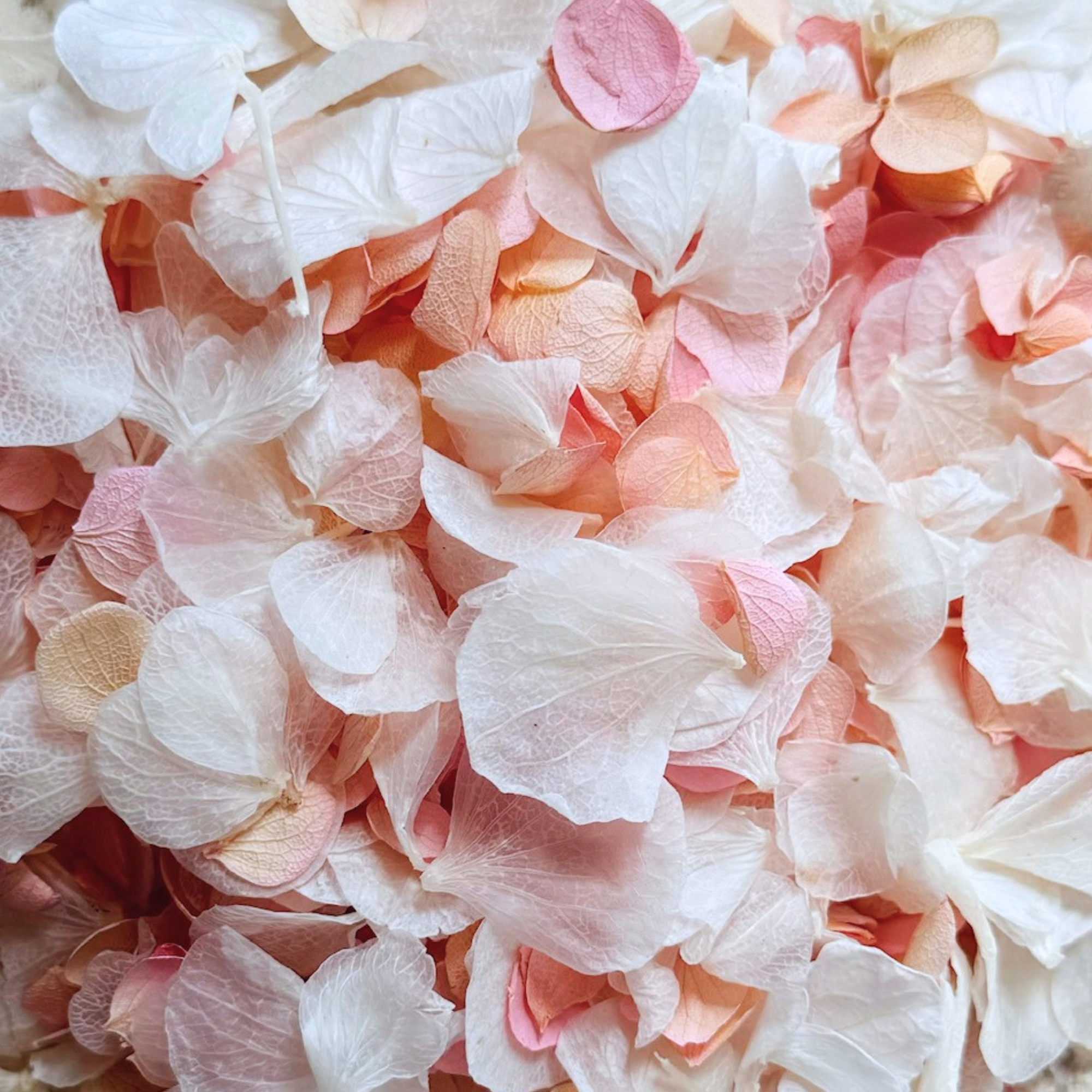 Preserved Hydrangea Petals | 'Our Day' Wedding Confetti