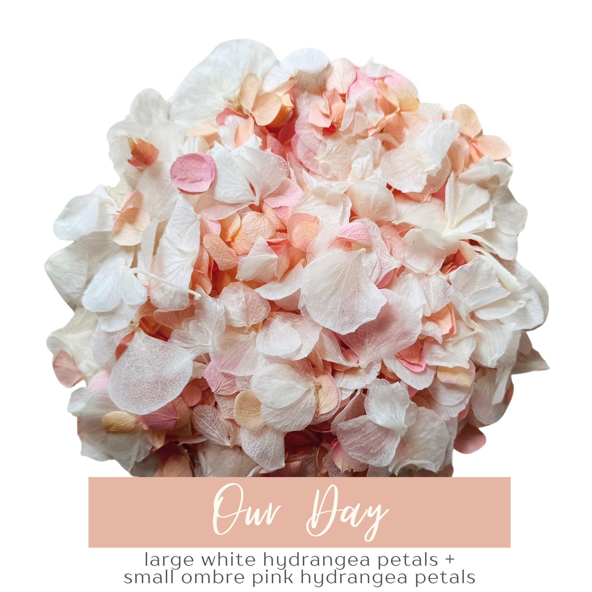 Preserved Hydrangea Petals | 'Our Day' Wedding Confetti