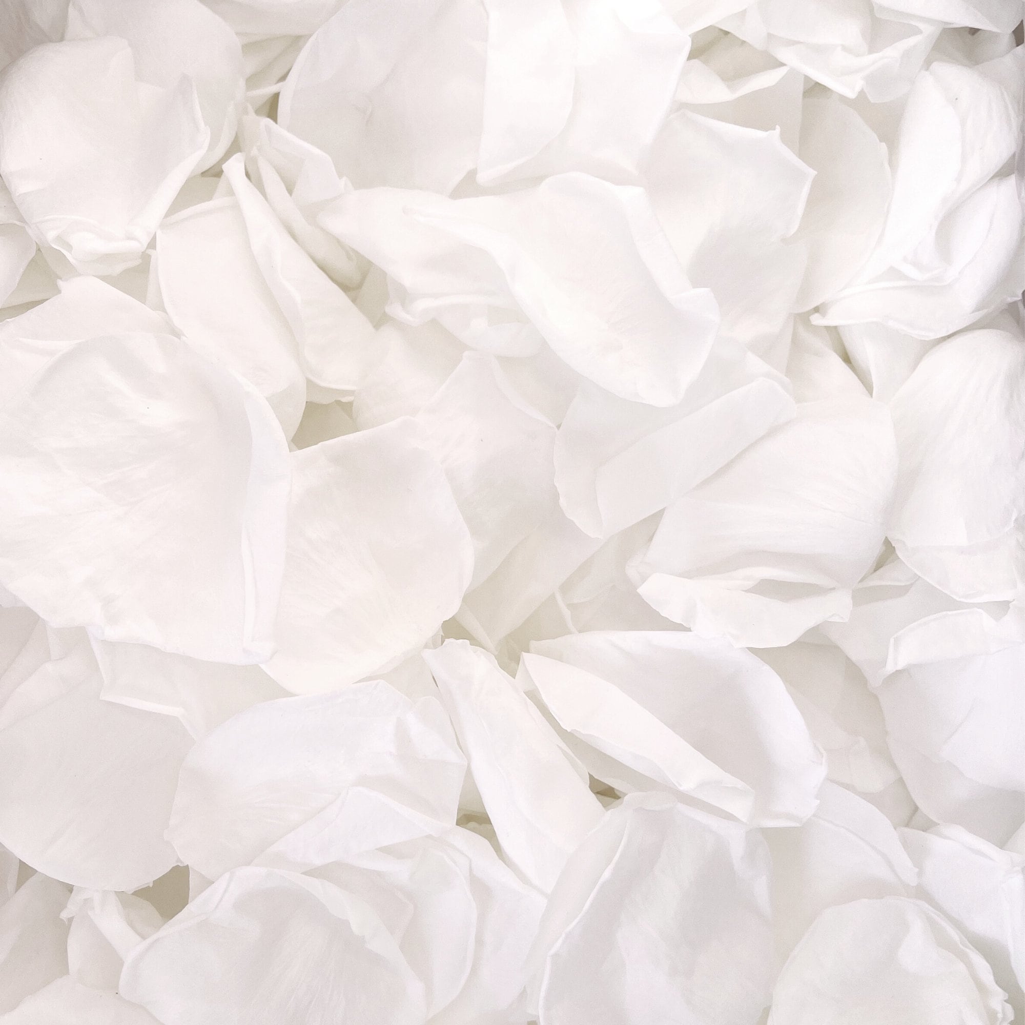 Luxurious Rose Petal Wedding Confetti | Large Rose Petals