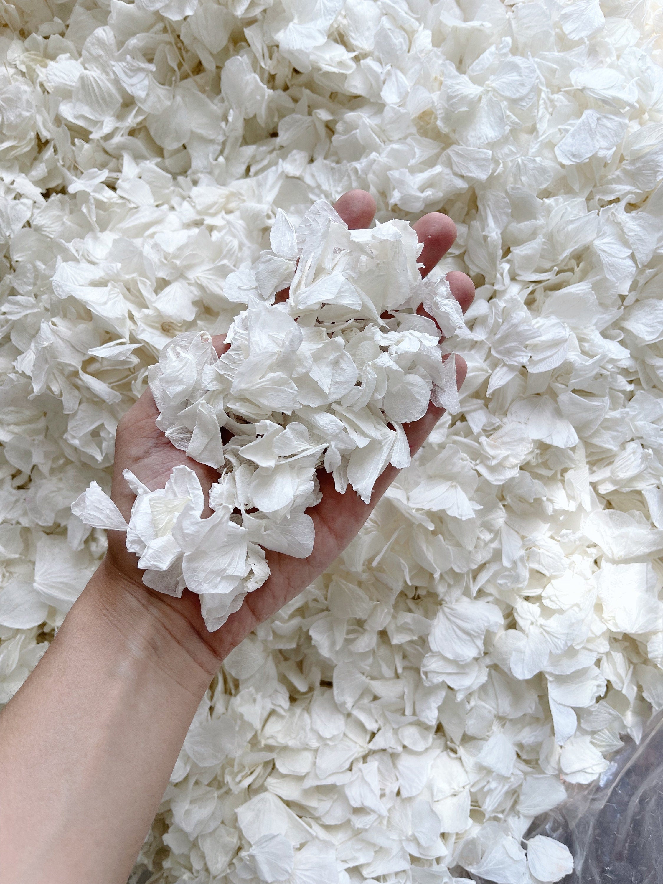 White Wedding Confetti | Real Biodegradable Petals | White Petals Confetti | Flower Girl Basket | Confetti Toss | White Hydrangea Petals