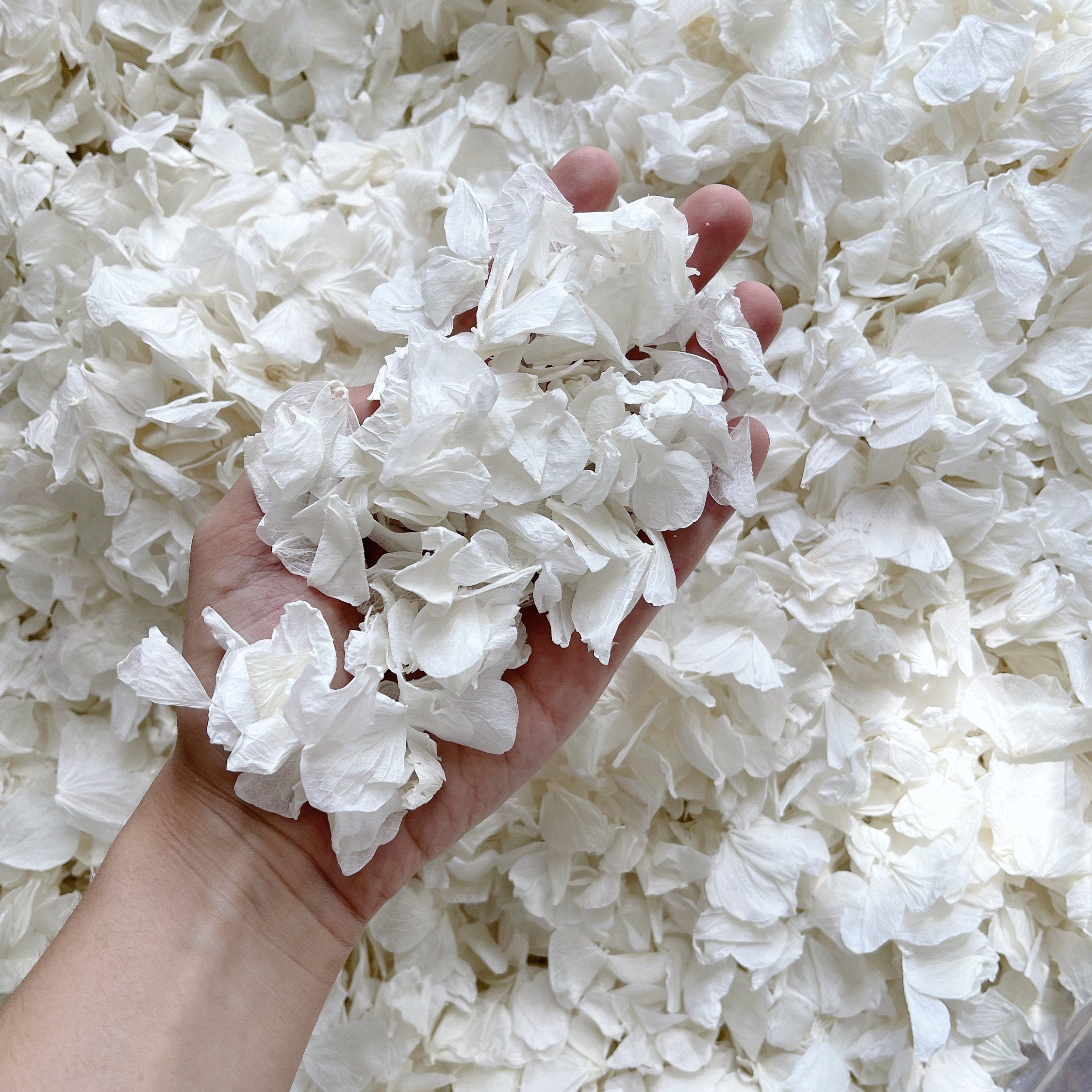 White Wedding Confetti | Real Biodegradable Petals | White Petals Confetti | Flower Girl Basket | Confetti Toss | White Hydrangea Petals