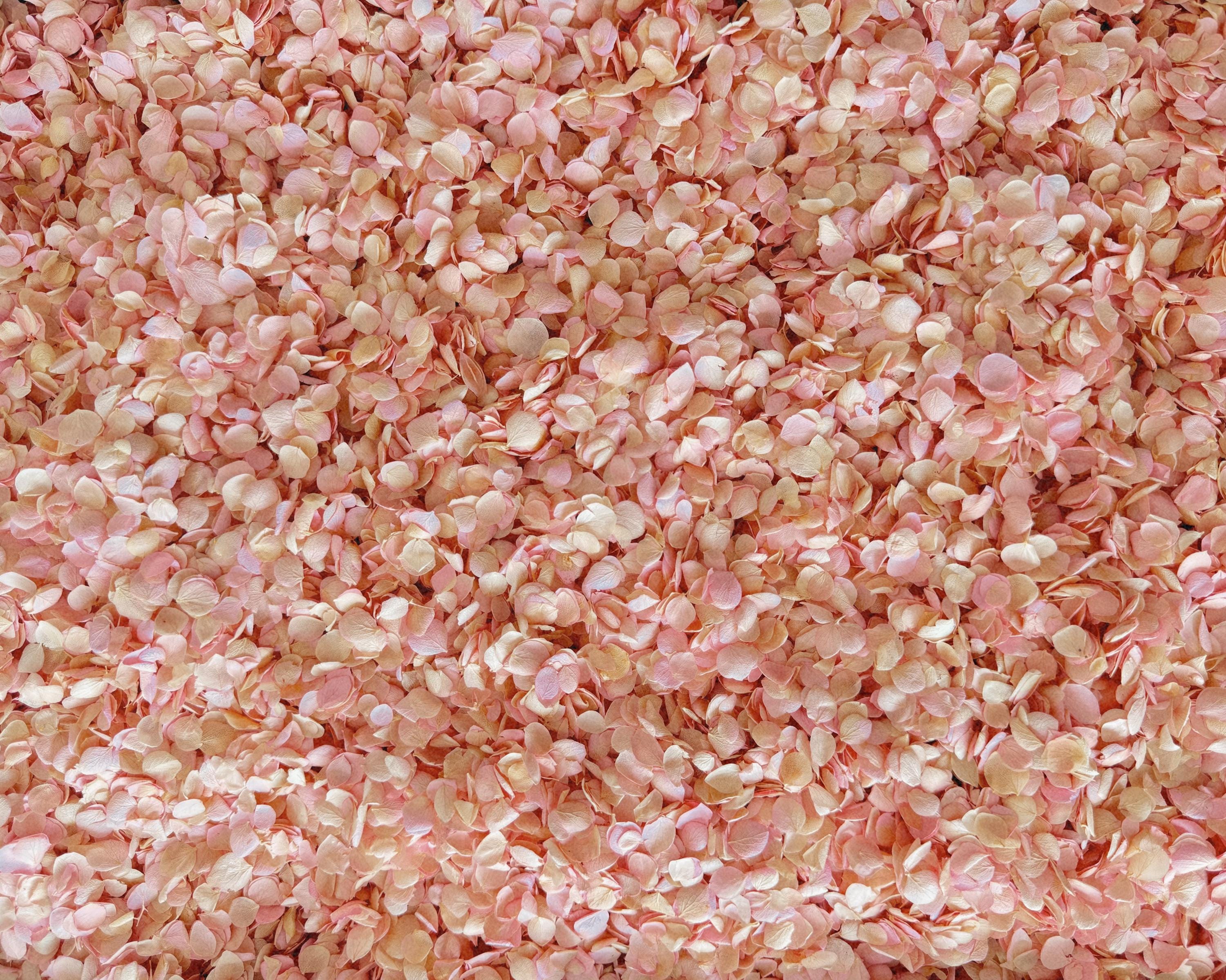 Pink Ombre Hydrangea Real Flower Petals | Biodegradable Wedding Confetti
