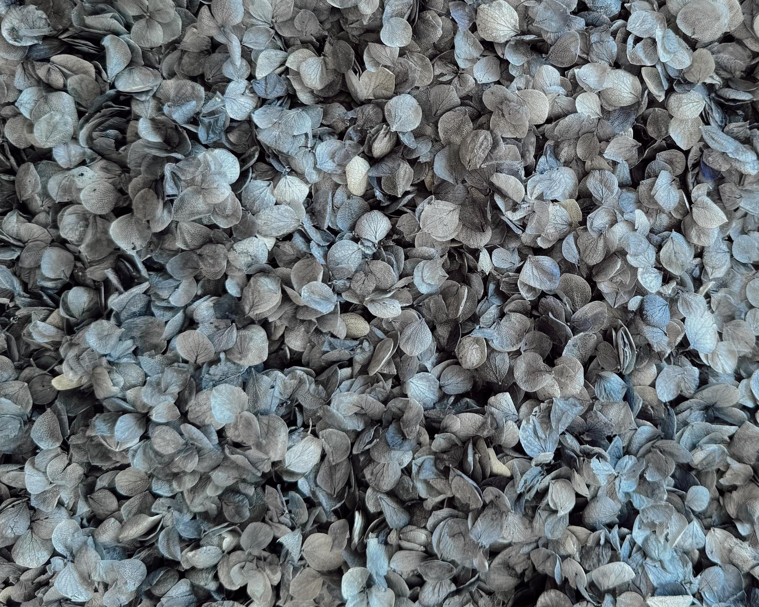 Dusty Blue Hydrangea Real Flower Petals | Biodegradable Wedding Confetti