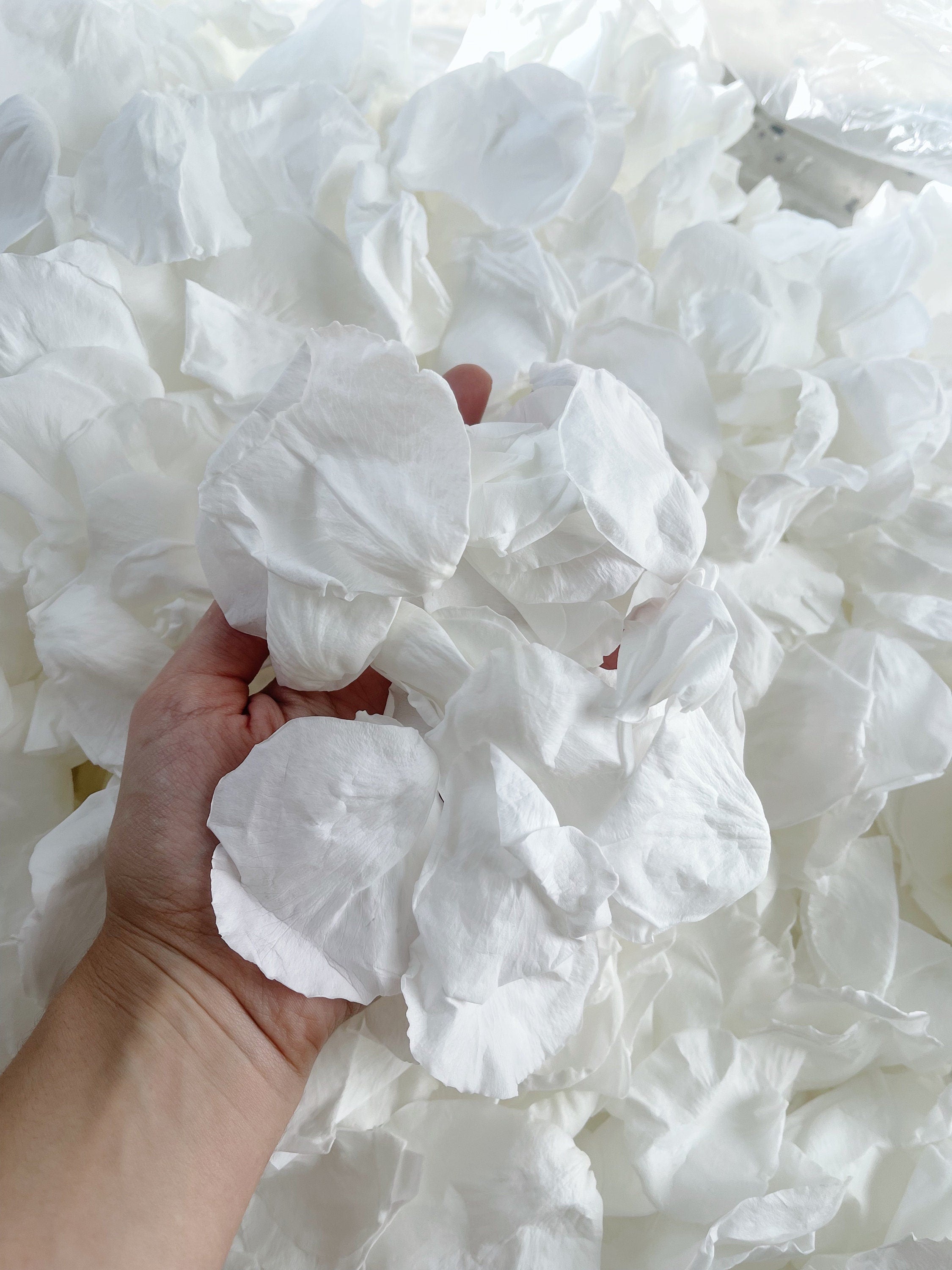 White Rose Petals for Wedding Confetti | Biodegradable Confetti | Flower Girl Basket | Wedding Decor | Preserved Rose Petals | Aisle Decor