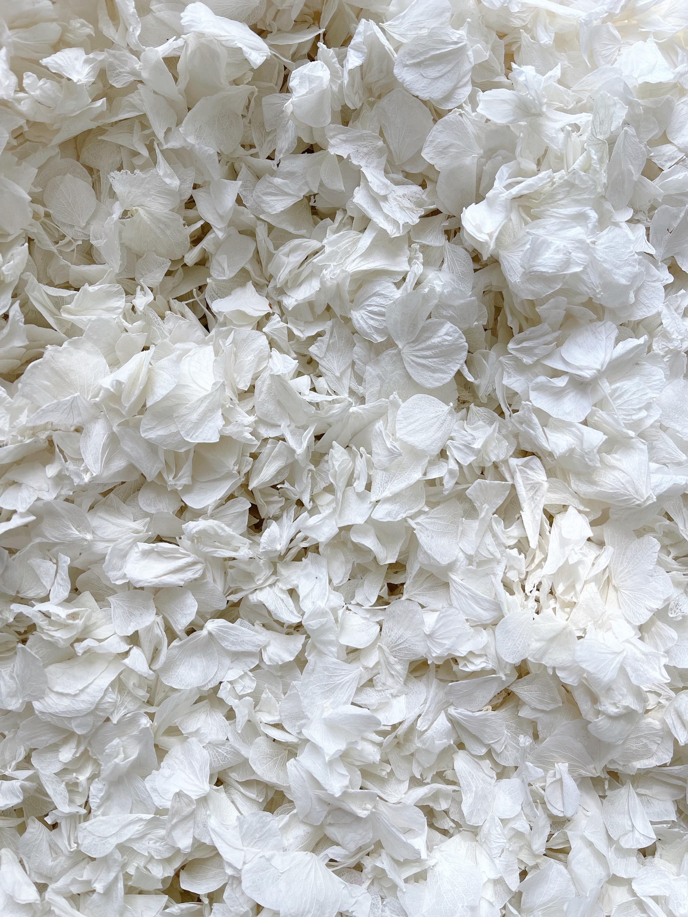 White Flower Confetti + Wedding Cones, Wedding Decor, Biodegradable Confetti, Dried Flower Petals, Wedding Favours, White Wedding Confetti