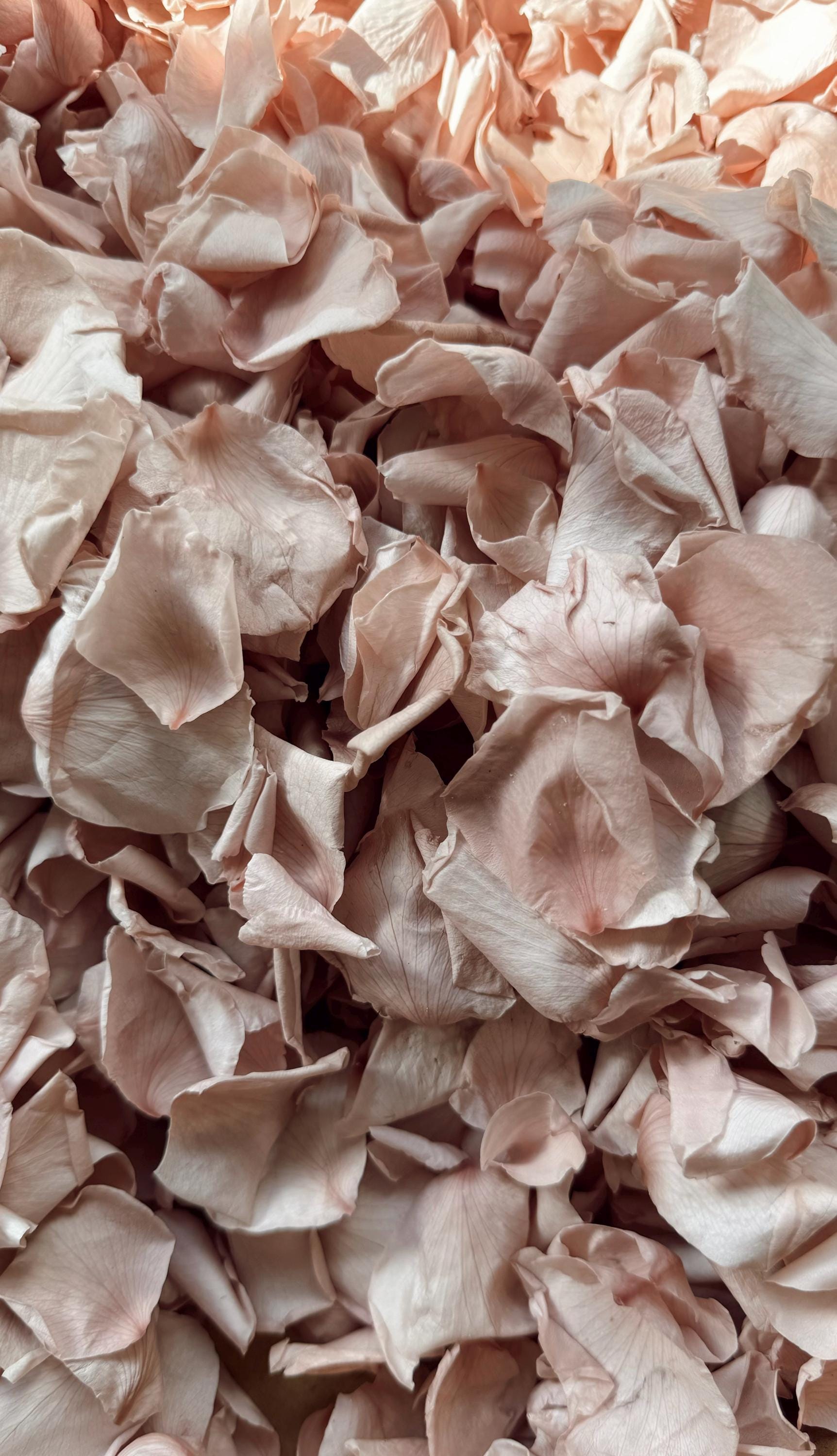 Pink Rose Petals for Wedding Confetti | Biodegradable Confetti | Flower Girl Basket | Wedding Decor | Preserved Rose Petals | Aisle Decor