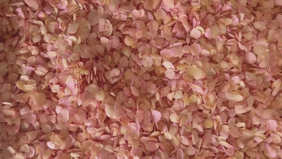 Pink Ombre Hydrangea Real Flower Petals | Biodegradable Wedding Confetti