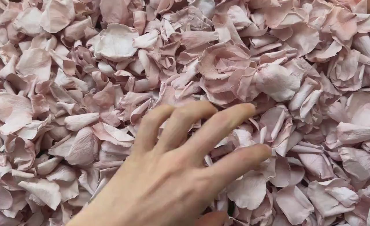 Pink Rose Petals for Wedding Confetti | Biodegradable Confetti