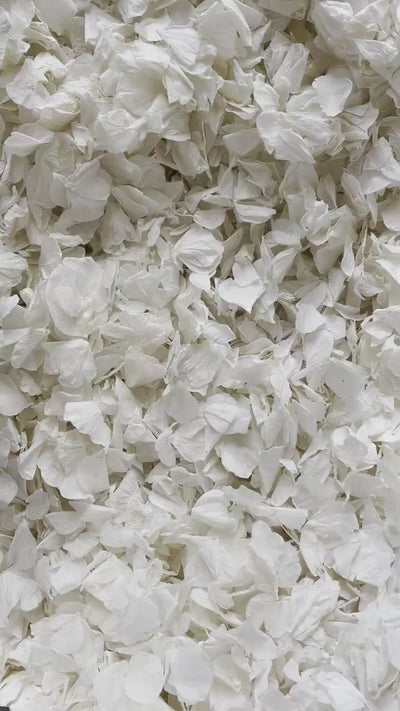 White Flower Confetti + Wedding Cones, Wedding Decor, Biodegradable Confetti, Dried Flower Petals, Wedding Favours, White Wedding Confetti